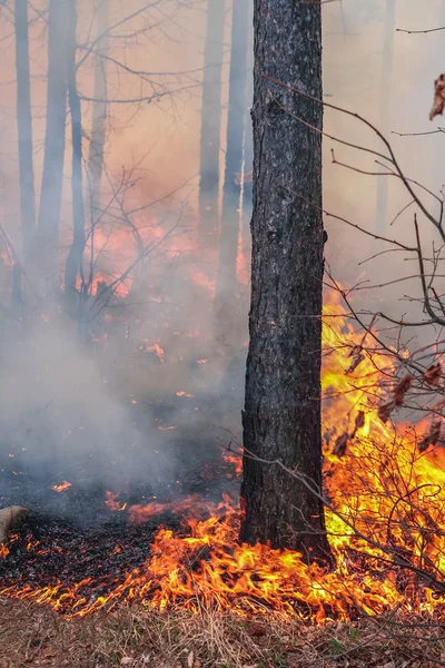 Forest fire — Stock Photo, Image