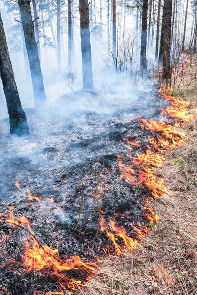 森林火災 — ストック写真