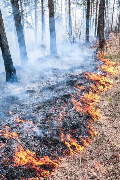 Pożar lasu — Zdjęcie stockowe