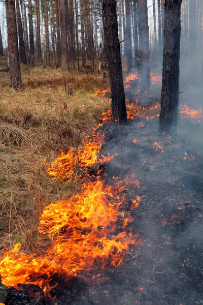 Waldbrand — Stockfoto