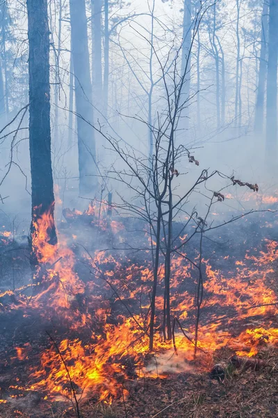 Feu de forêt — Photo