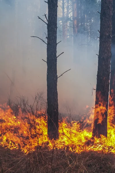 森林火灾 — 图库照片