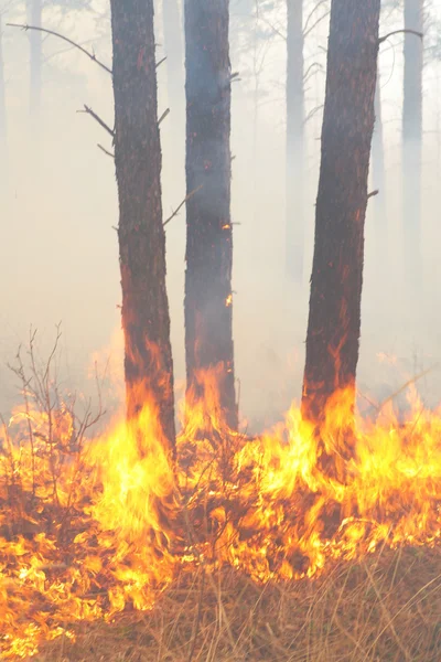 Incendio forestal — Foto de Stock