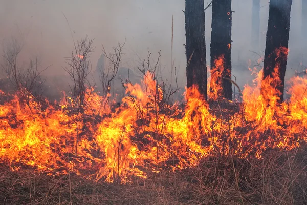 Waldbrand — Stockfoto