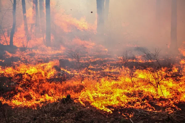 Pożar lasu Obrazy Stockowe bez tantiem