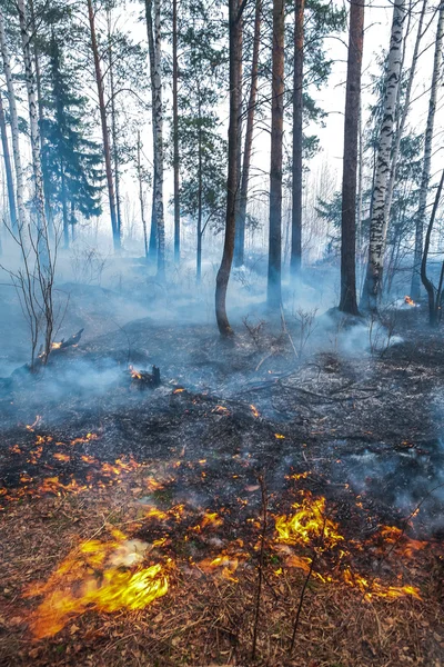 Incêndio Imagens De Bancos De Imagens Sem Royalties