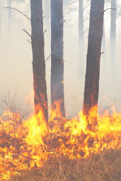 Pożar lasu Zdjęcia Stockowe bez tantiem