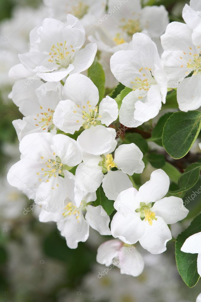 Apple flower