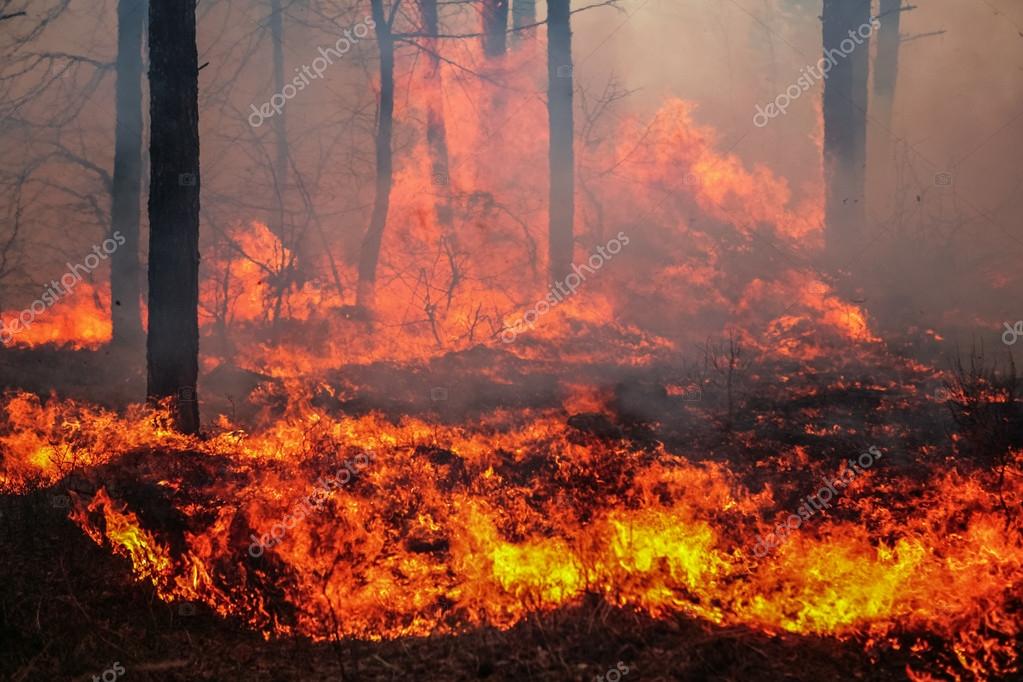 Forest fire Stock Photo by ©Mironovfoto 18327875