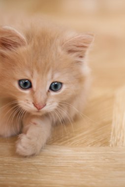 kırmızı küçük yavru kedi