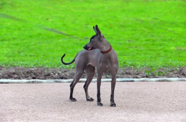 tüysüz köpek tasmalı