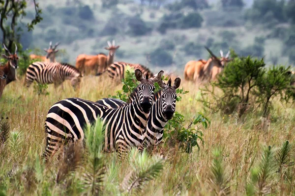 Akagera Nationaalpark in rwanda — Stockfoto