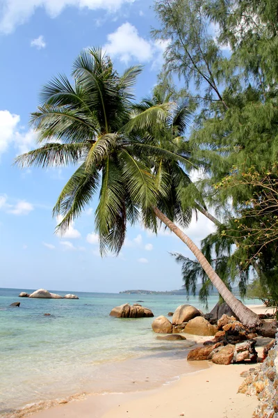 Tropical beach — Stock Photo, Image