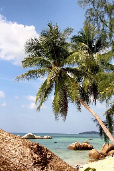 Tropisk strand – stockfoto