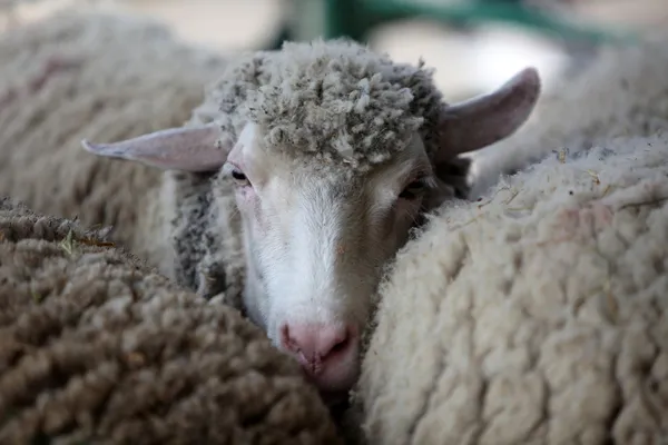 Stado owiec — Zdjęcie stockowe