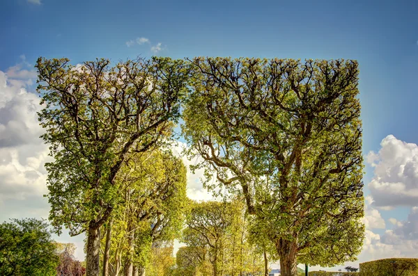 Trees in Paris — Stock Photo, Image