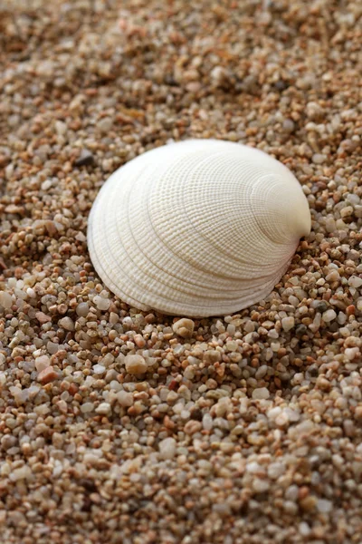 Seashell — Stock Photo, Image