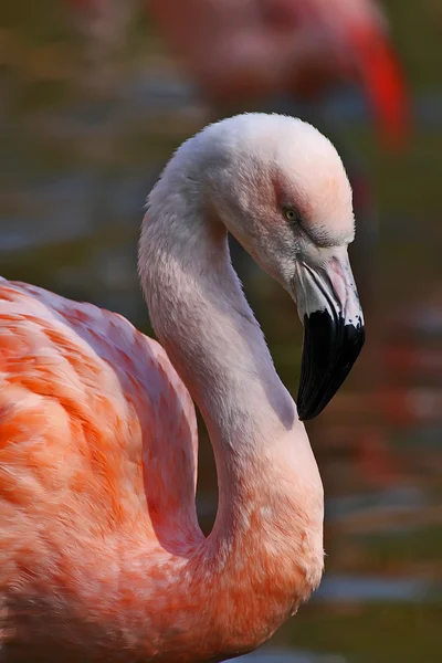 Chilský plameňák — Stock fotografie