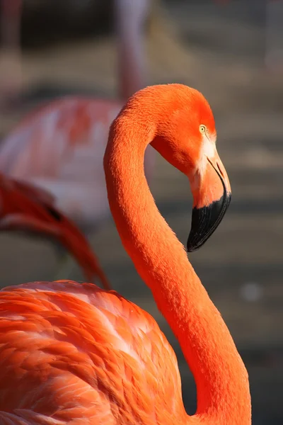 Chilenischer Flamingo — Stockfoto