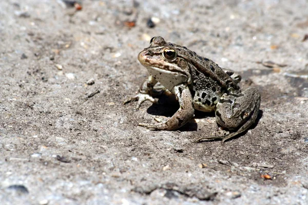 Frog in nature — Stock Photo, Image