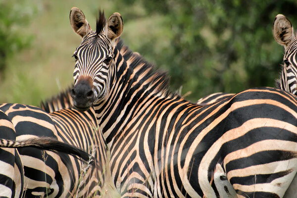Zebra from Akagera National park in Rwanda