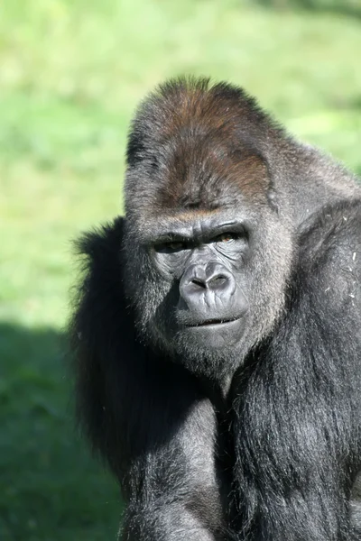 Gorilla — Stockfoto