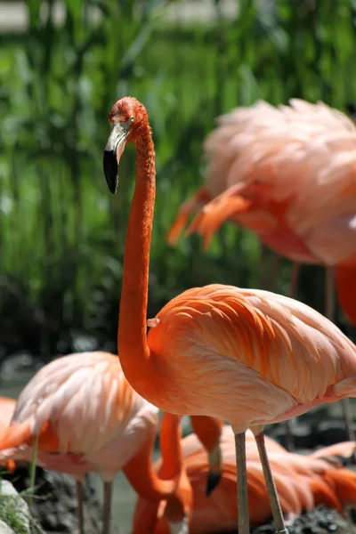 Flamingos — Stockfoto