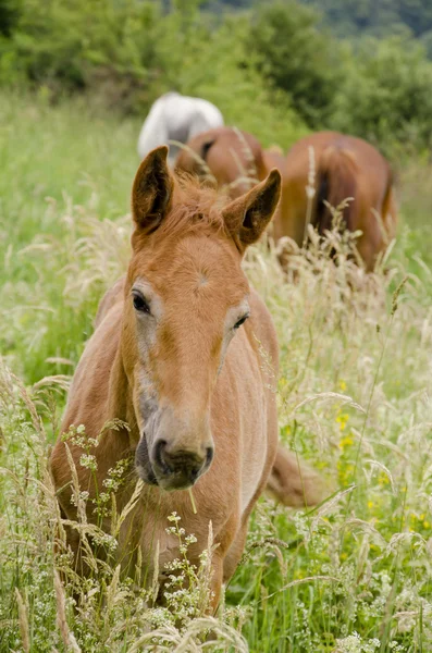 Wild horses — Stock Photo, Image