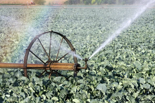 Irrigação — Fotografia de Stock