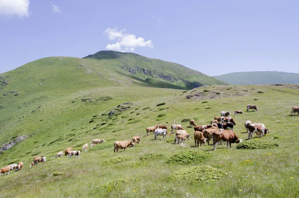 Mucche in montagna — Foto Stock