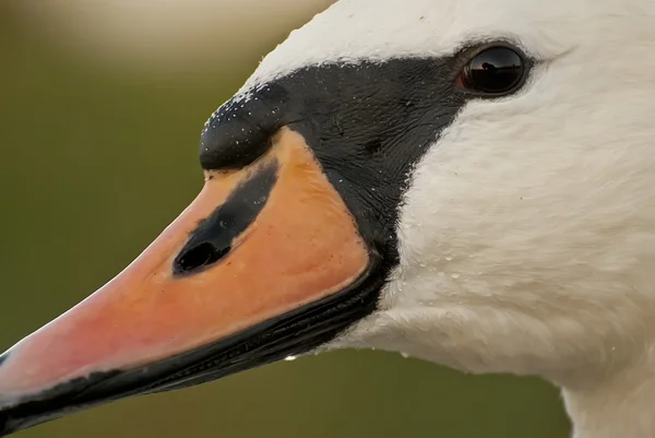 Witte Zwaan — Stockfoto