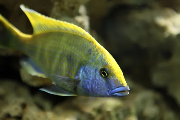 Sleeper cichlid — Stock Photo, Image