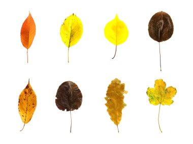 Sonbahar Yaprakları