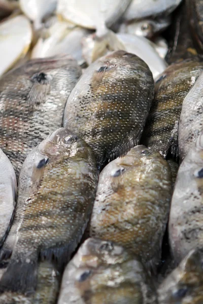 Mercado do peixe — Fotografia de Stock