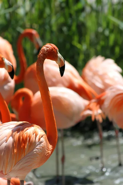 Flamingos — Stockfoto