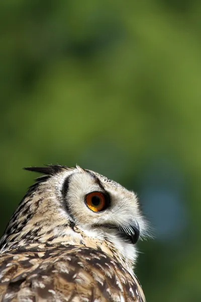 Sova v lese — Stock fotografie