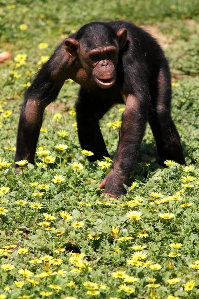 El chimpancé — Foto de Stock