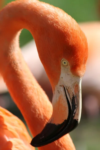 Flamingo — Stockfoto