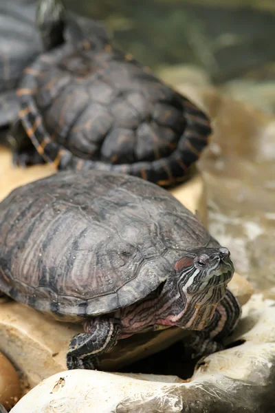Kaplumbağalar — Stok fotoğraf