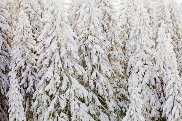 Foresta invernale — Foto Stock