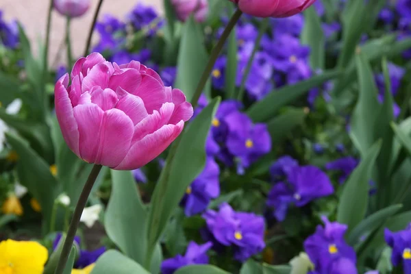 Tulipas — Fotografia de Stock