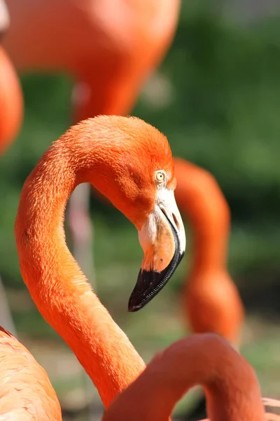 Flamingo — Stockfoto