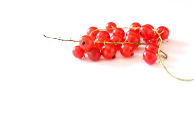 Kırmızı kuş üzümü