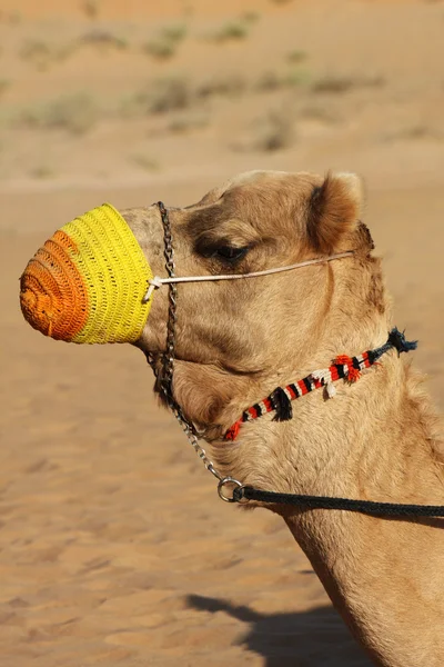 Camel — Stockfoto