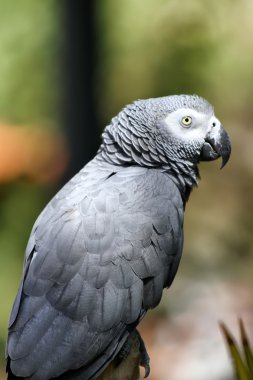 Afrika gri papağanı