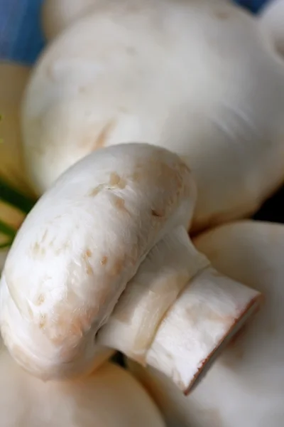 Paddenstoelen — Stockfoto