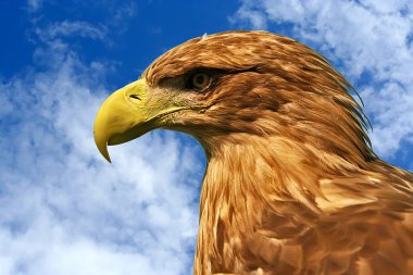 Ak kuyruklu kartal (Haliaetus albicilla)