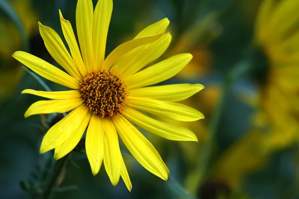 Flor amarilla — Foto de Stock