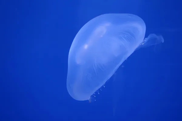 Jellyfish — Stock Photo, Image