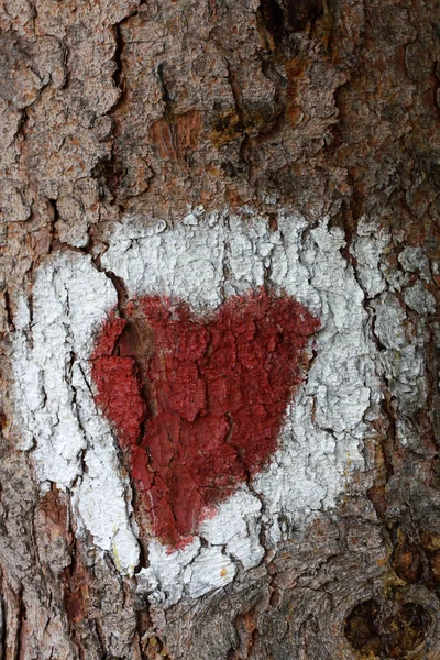 Cuore sull'albero — Foto Stock